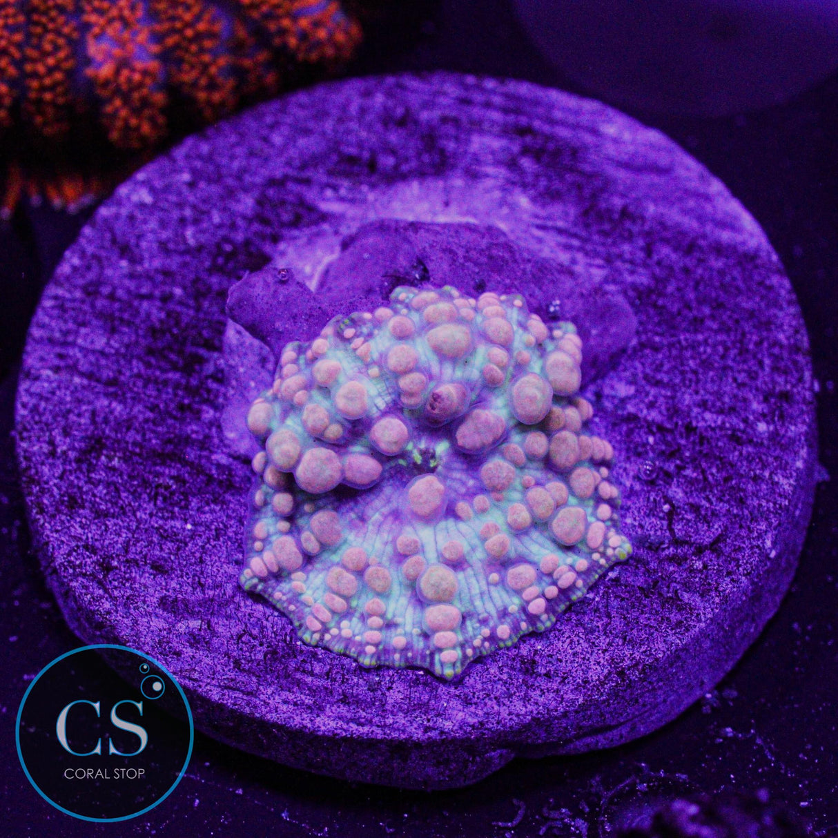 Neptune Bounce Mushroom