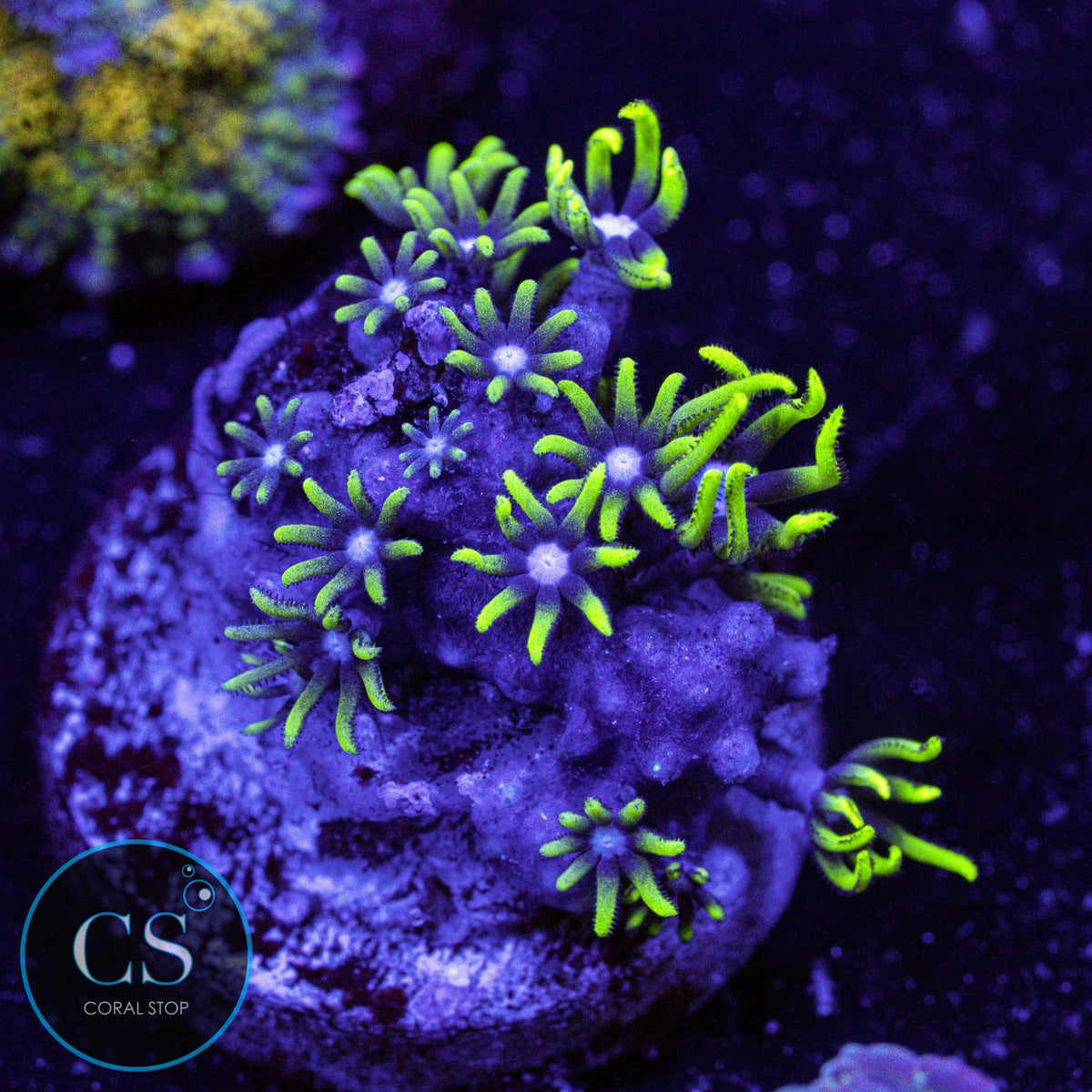 Electric Green Star Polyps GSP