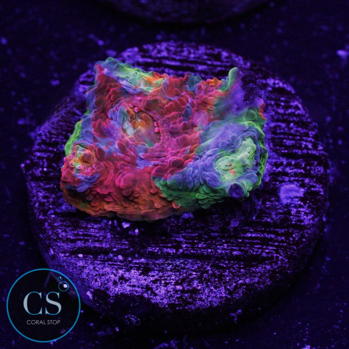 ULTRA DYNAMITE RAINBOW CHALICE