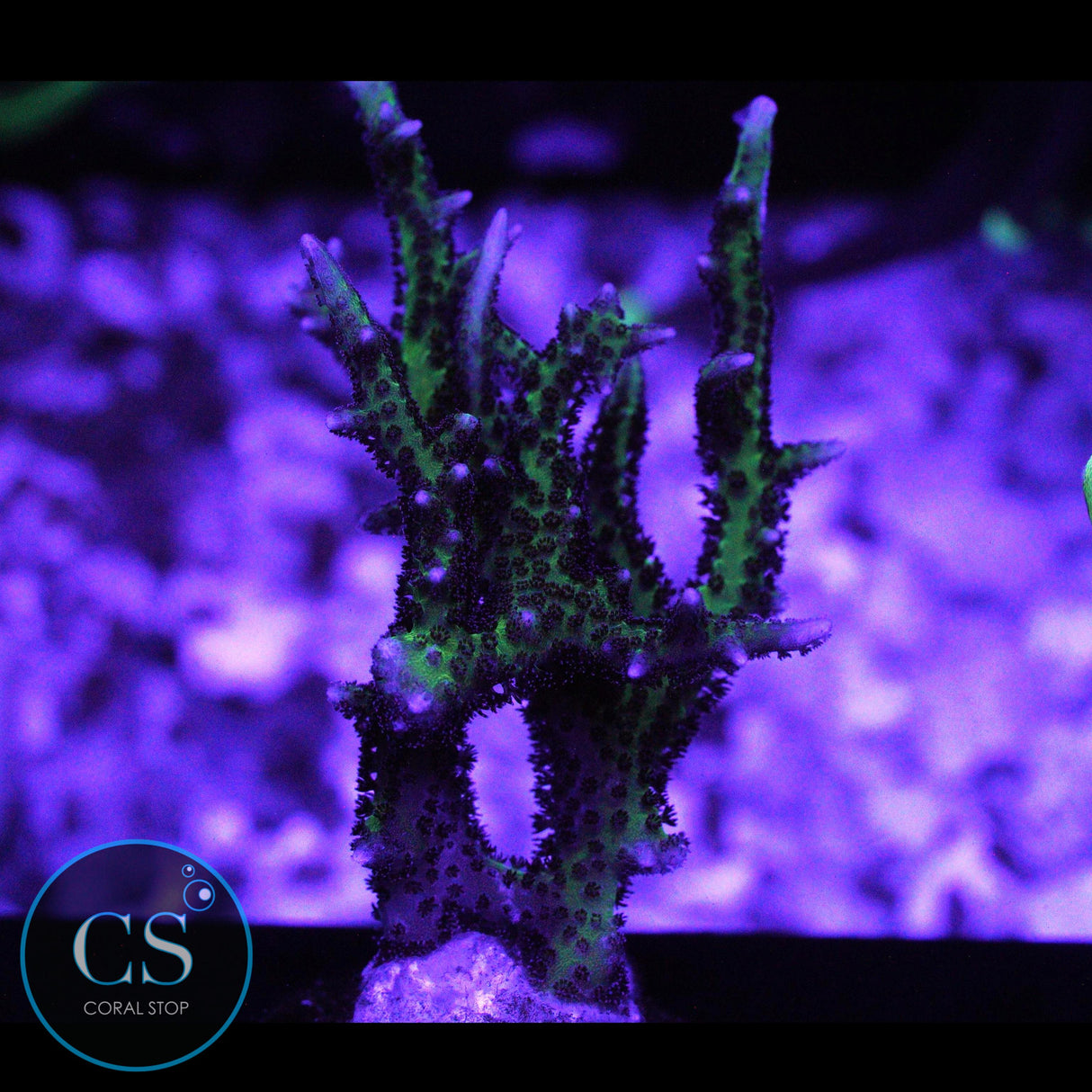 BIRD OF PARADISE BIRDSNEST