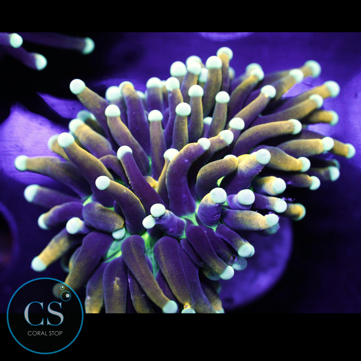 ULTIMATE DRAGON SOUL TORCH