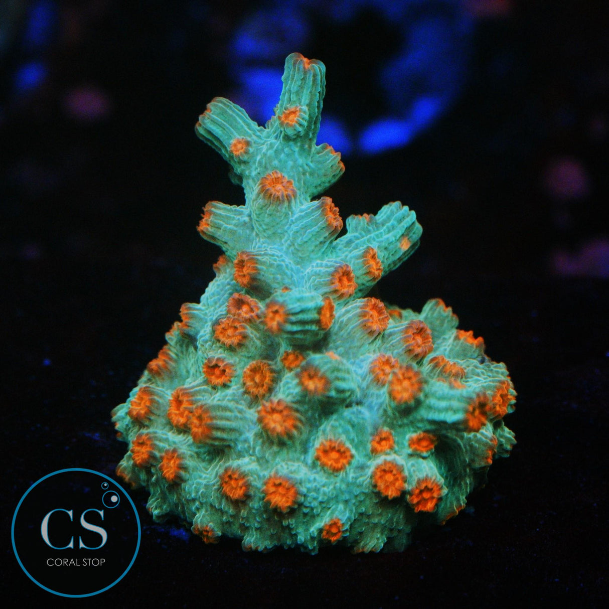 BRANCH METEOR SHOWER CYPHASTREA