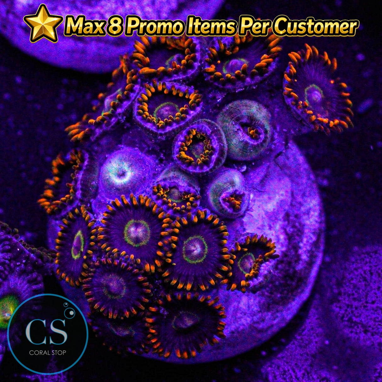 Rainbow Hornet Zoa