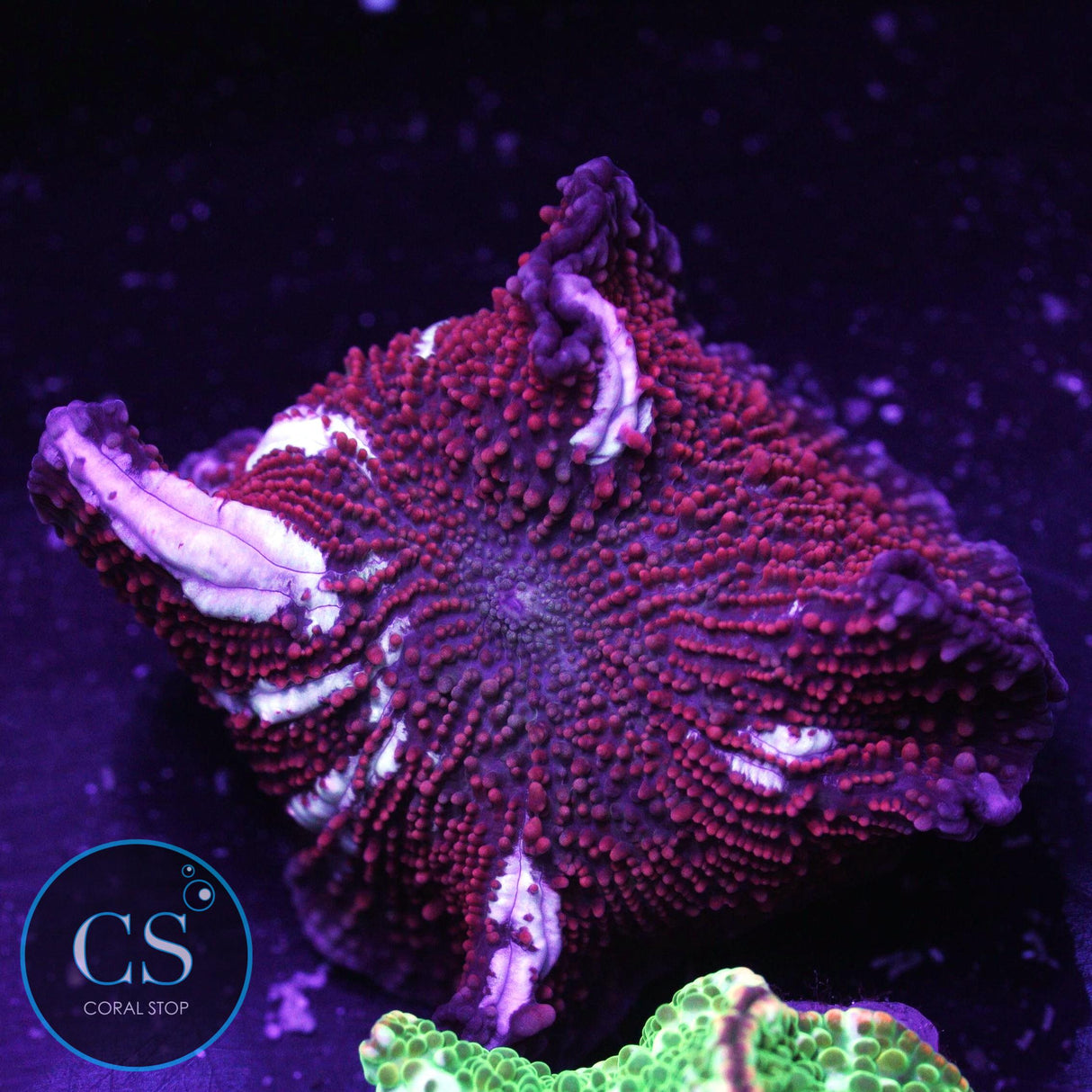 Red Devil Interstellar Mushroom