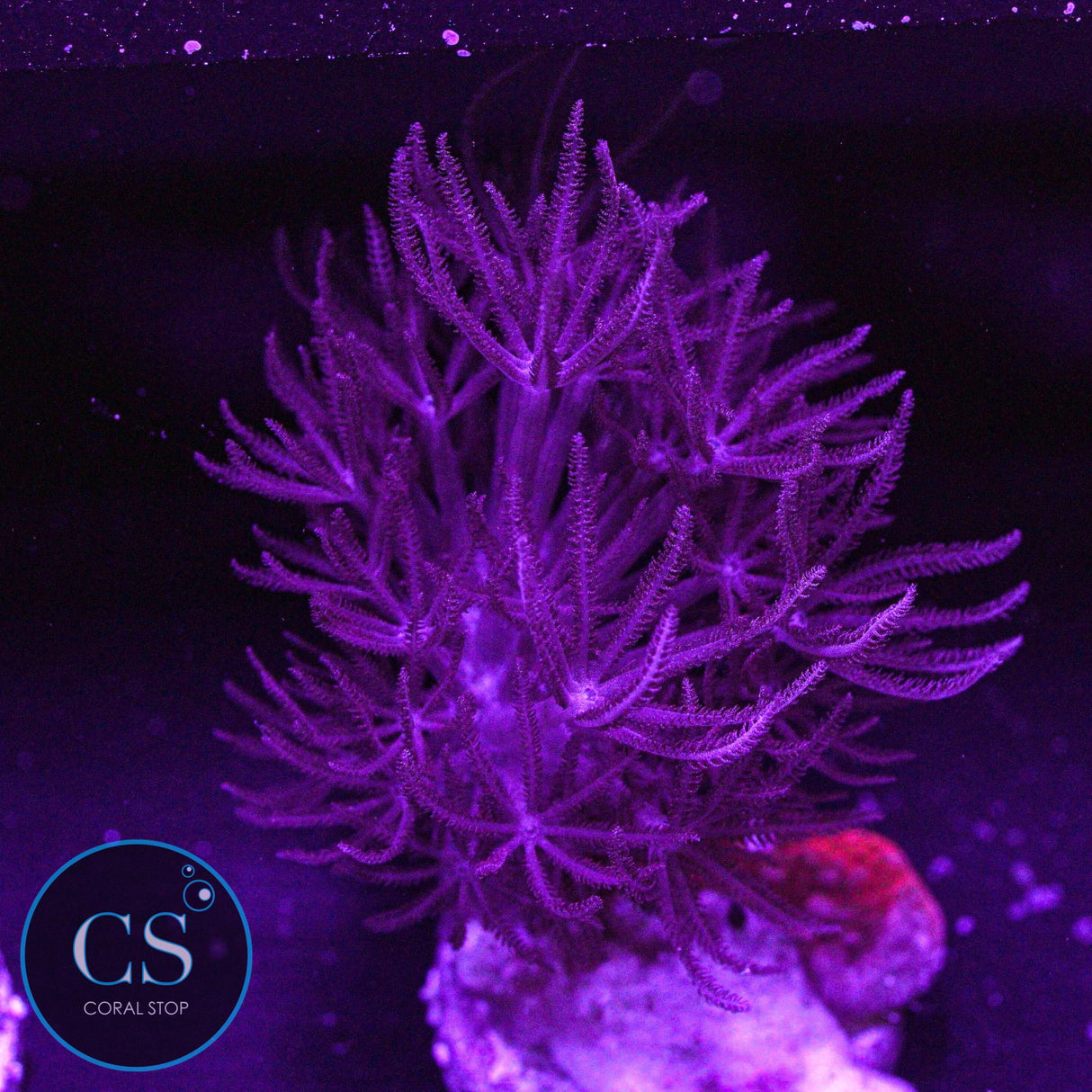 Rare Red Pulsing Xenia