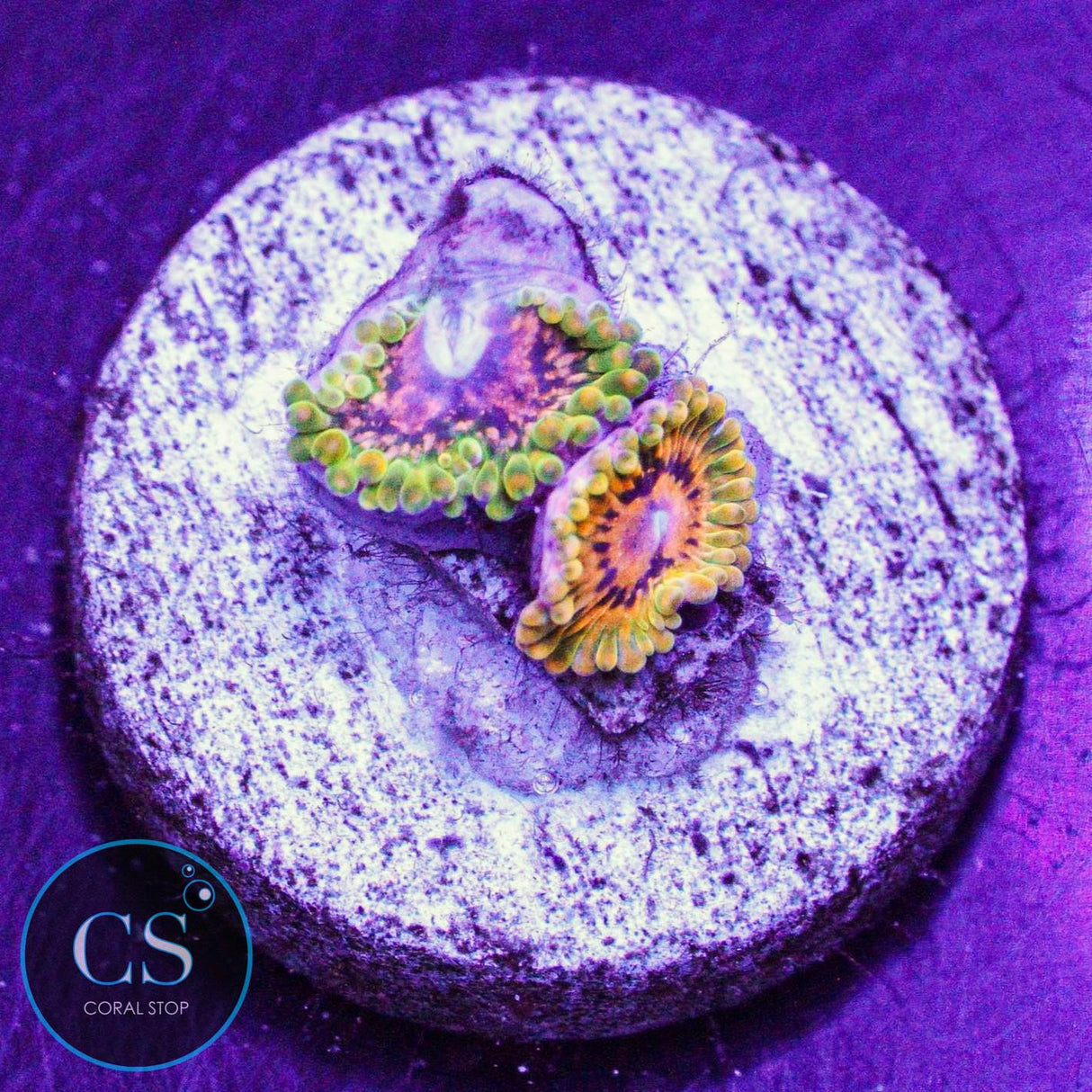 Grand Master Krak GMK Zoa