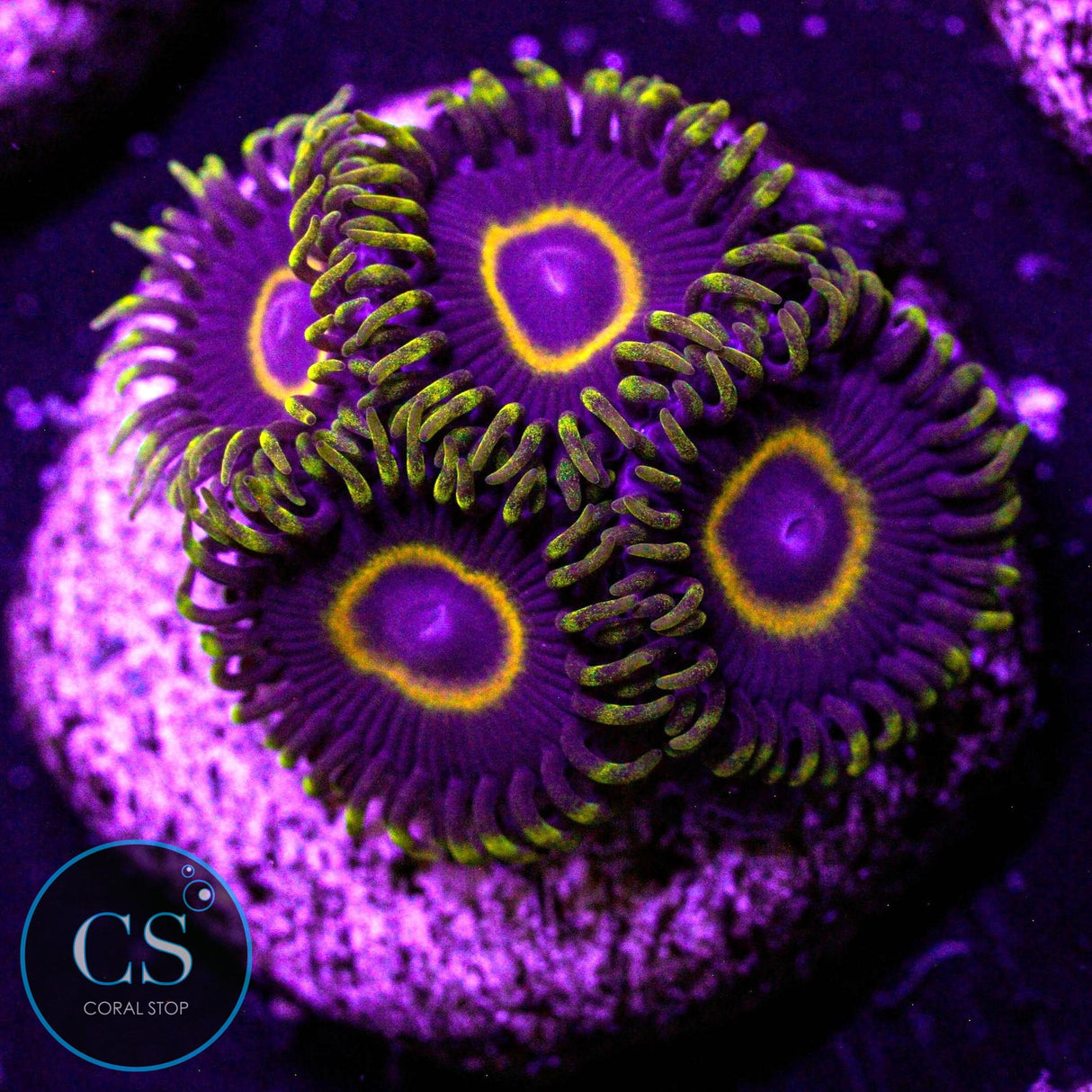 Purple Hornet Zoa