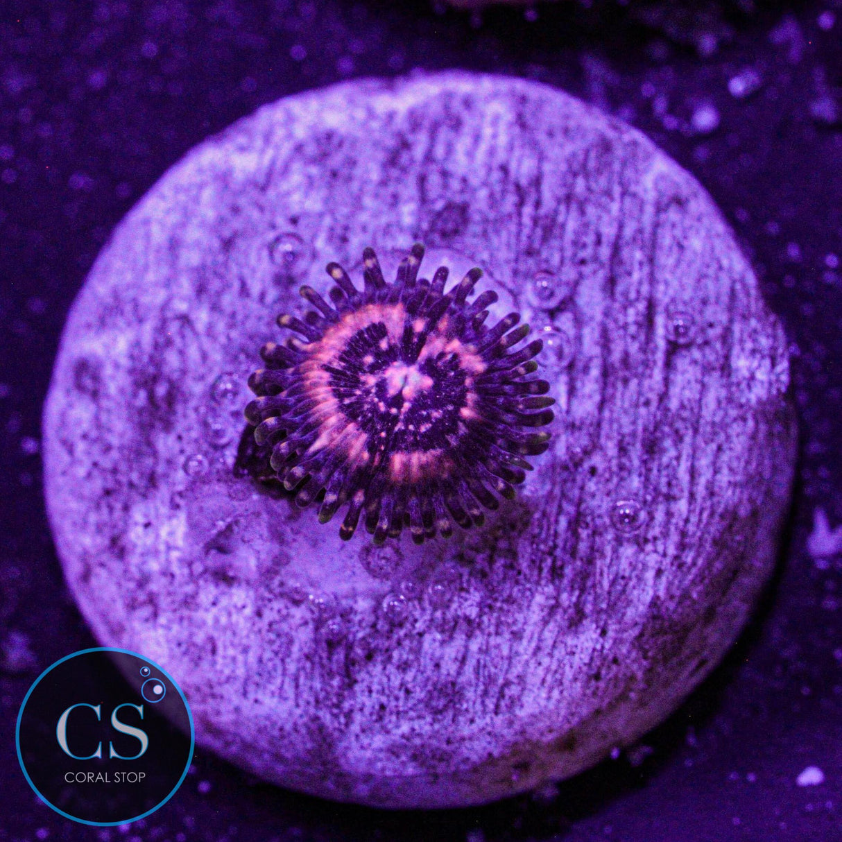 Pink Zipper Zoa