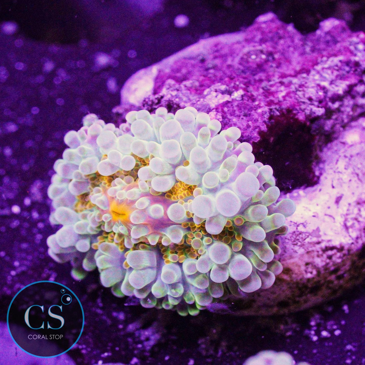 Rainbow Malaysian Yuma Mushroom