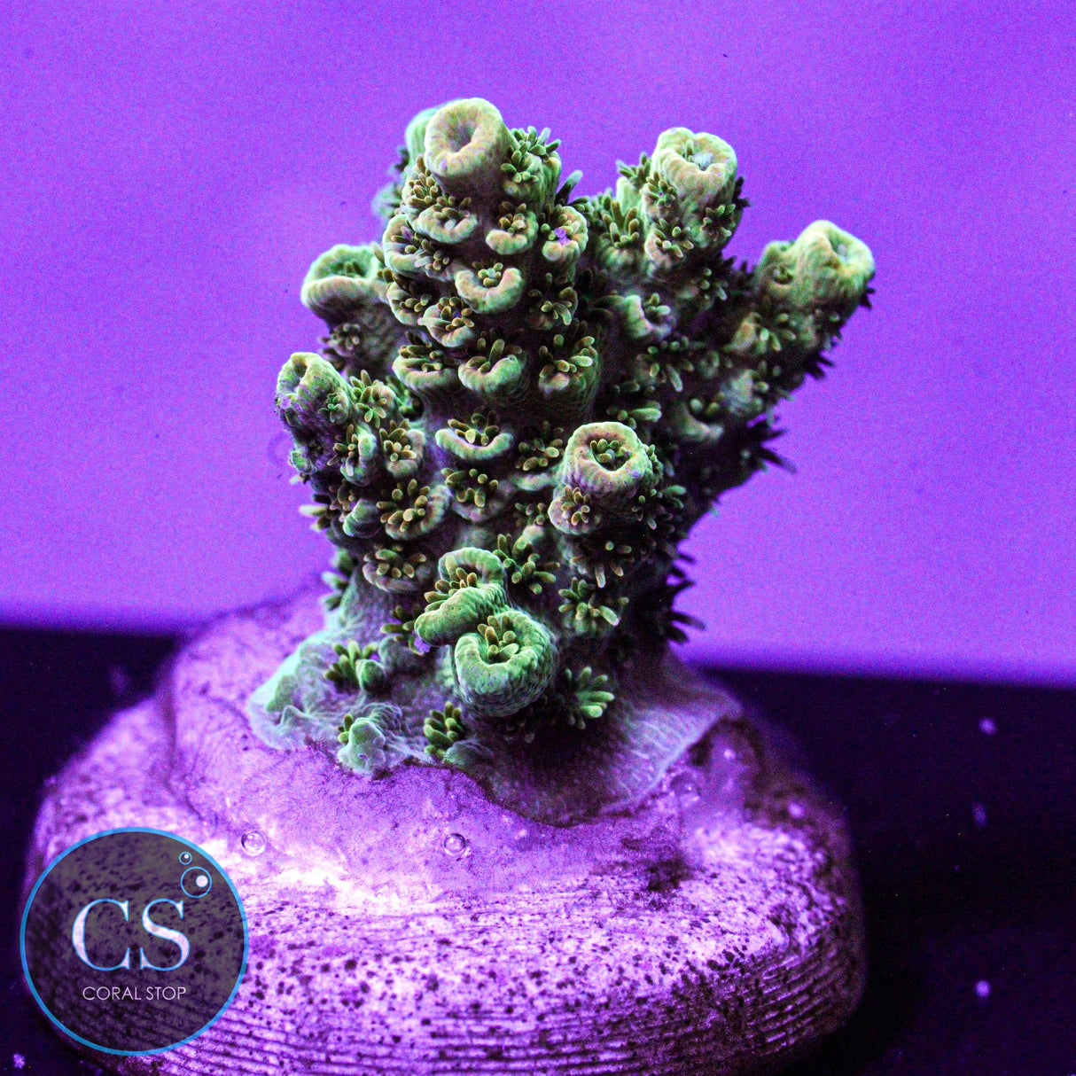 ARC Peach Giant Acro