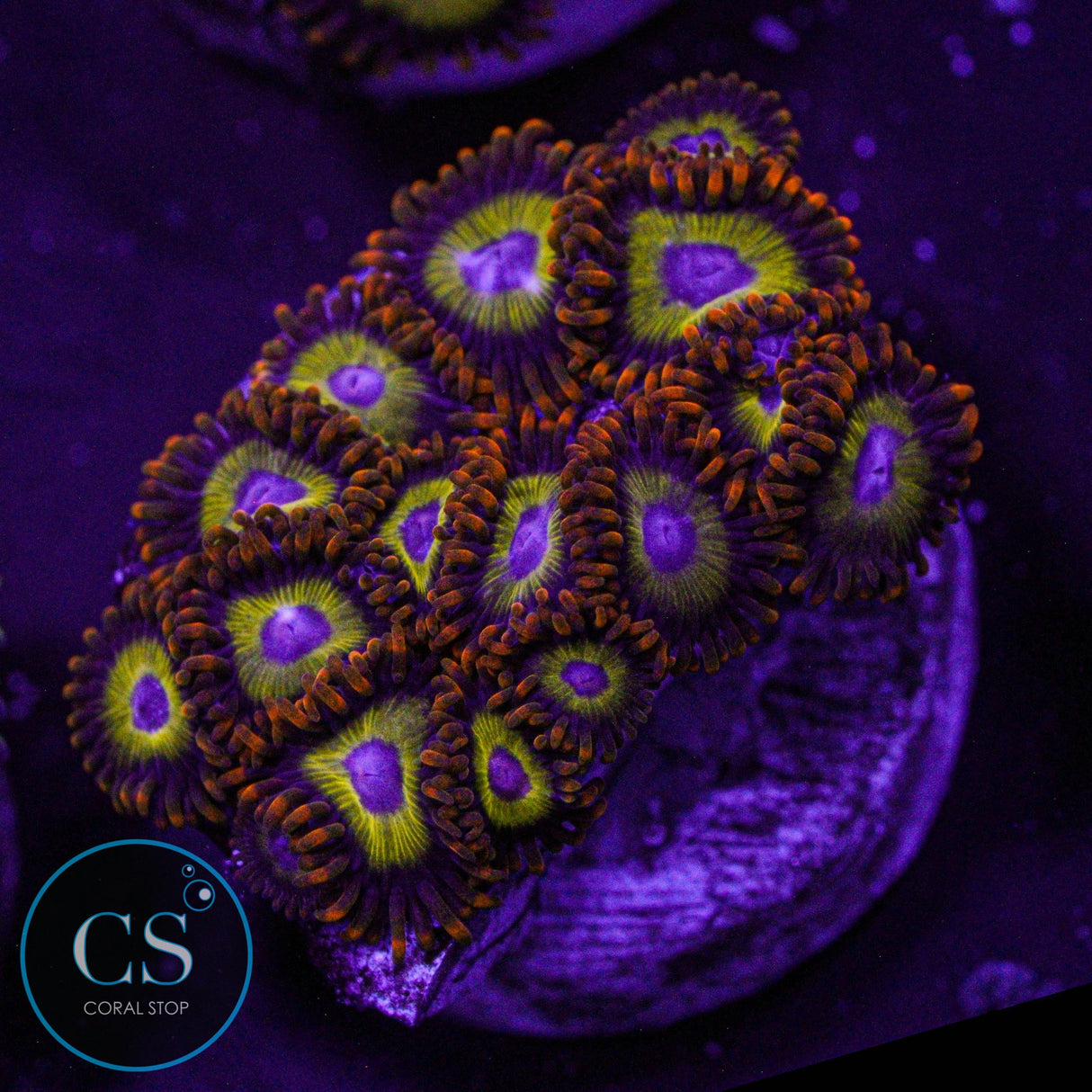 Fruit Loop Zoa