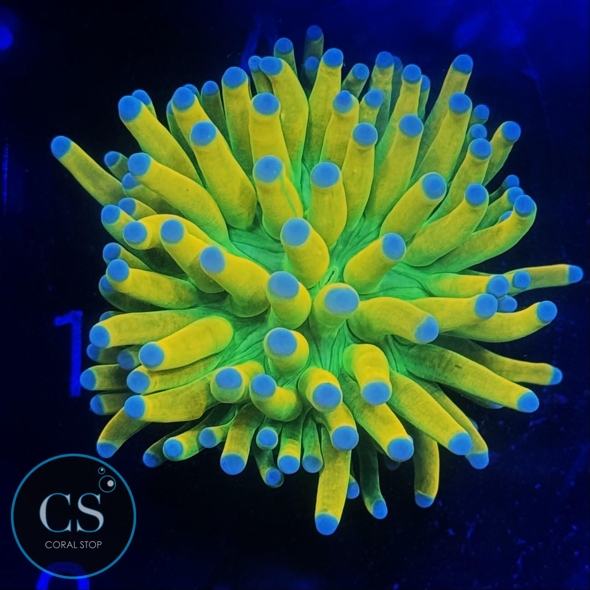 ULTIMATE BANANA GRAIL TORCH