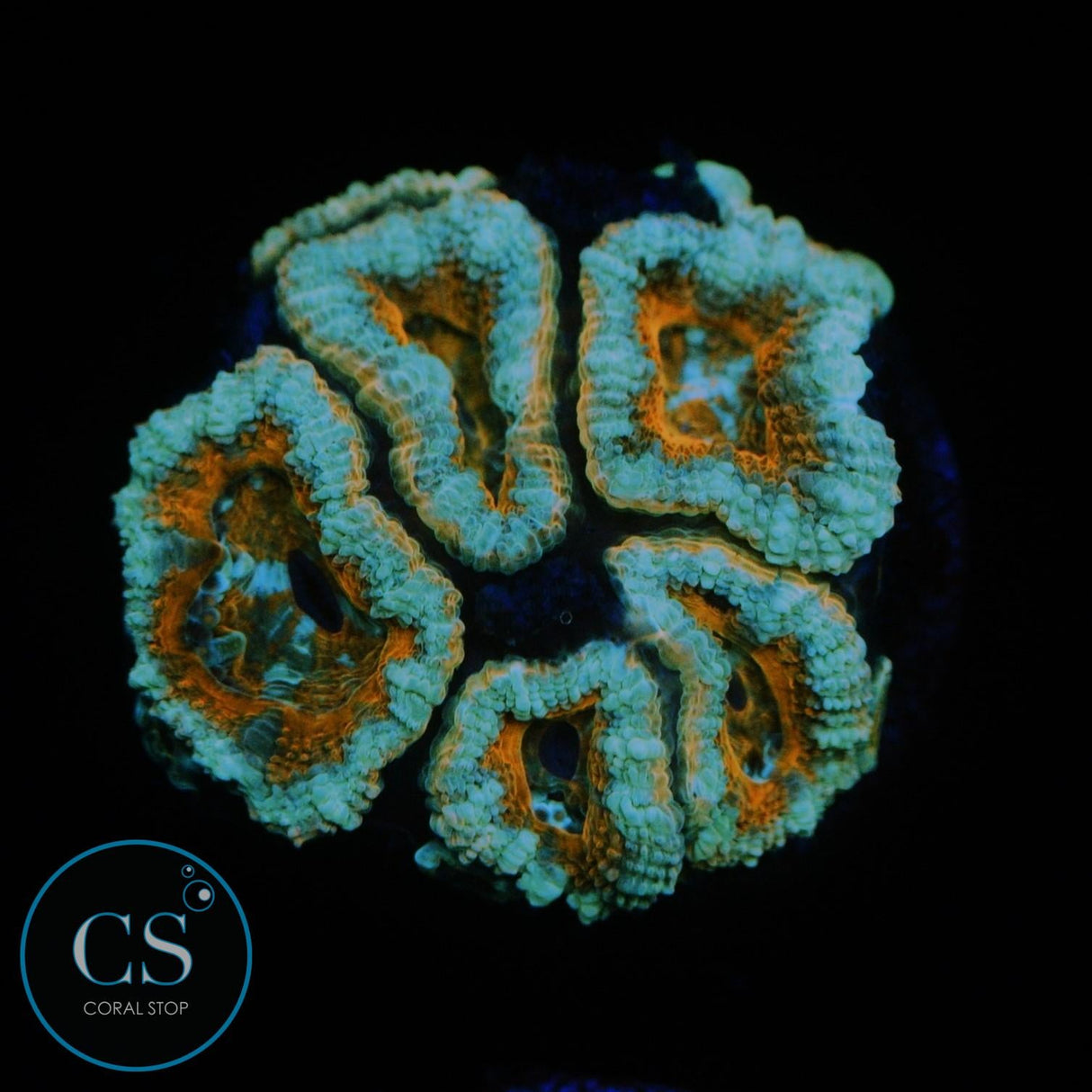 SCREWDRIVER ACAN