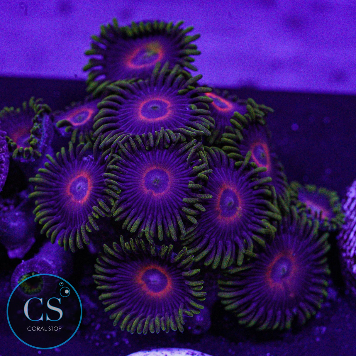 Eagle Eye Zoa