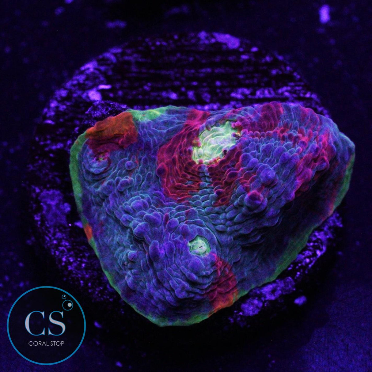 JELLYBEAN RAINBOW CHALICE