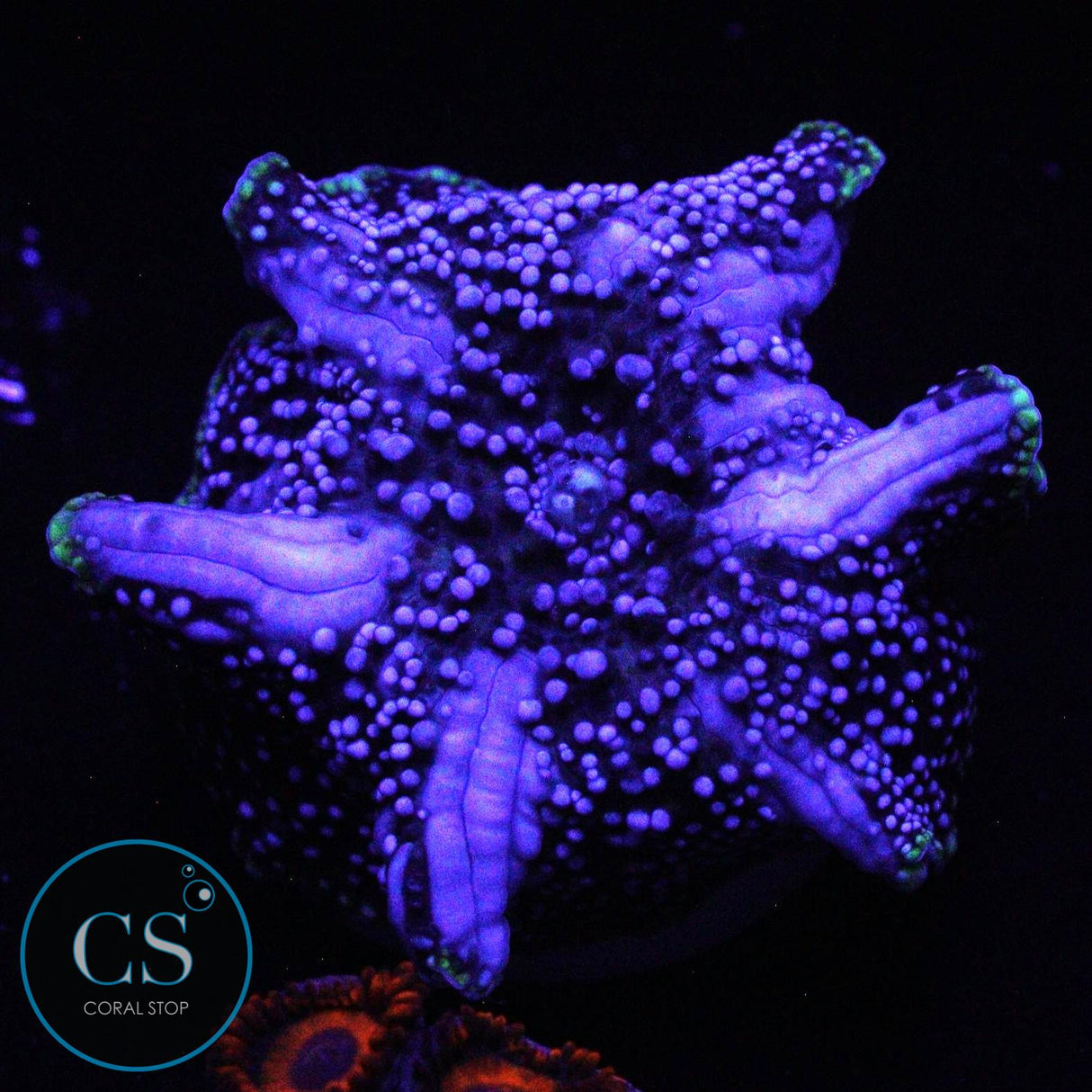 BLUE DEVIL BOUNCE MUSHROOM