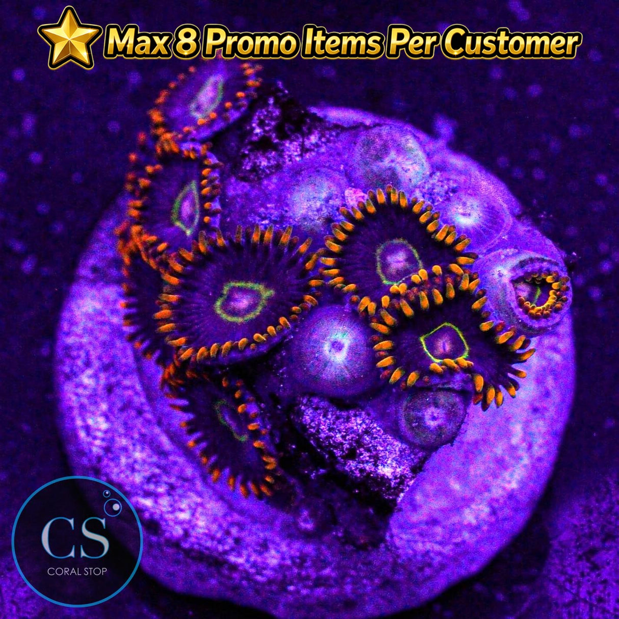 Rainbow Hornet Zoa