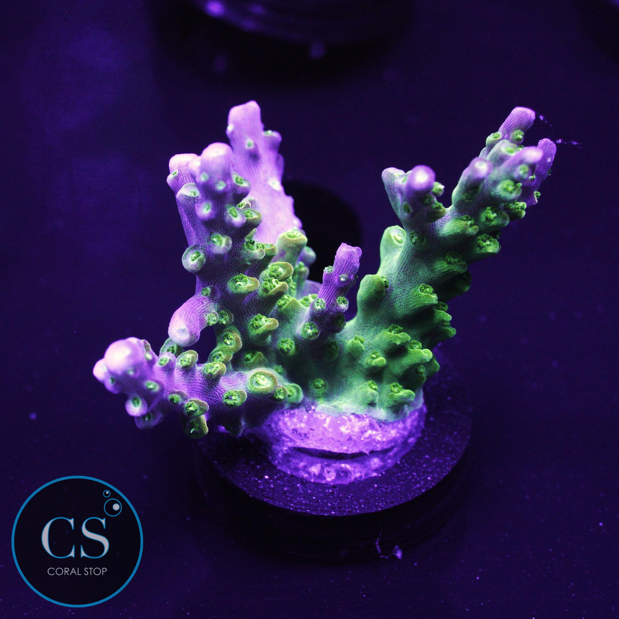 SBB Gold Schlager Acro