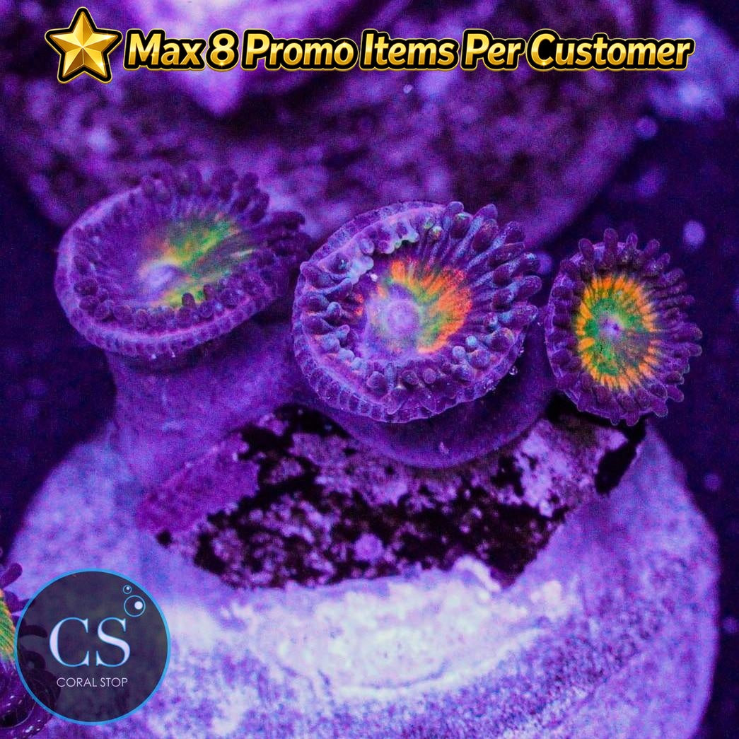 Sunny Delight Zoa