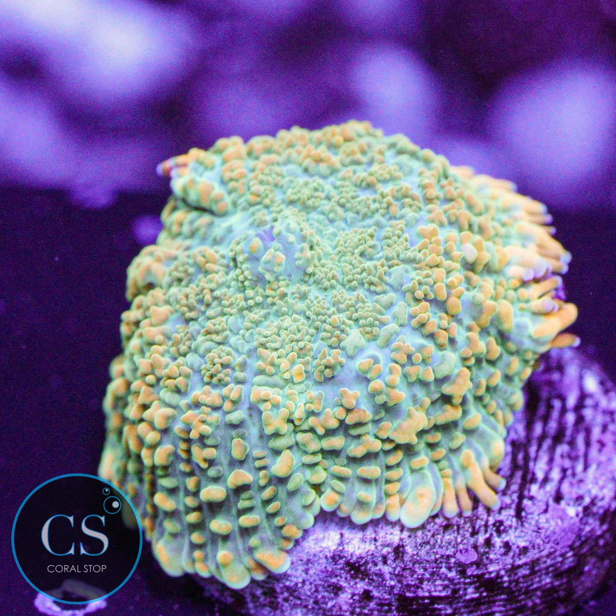 Tequila Sunrise Mushroom