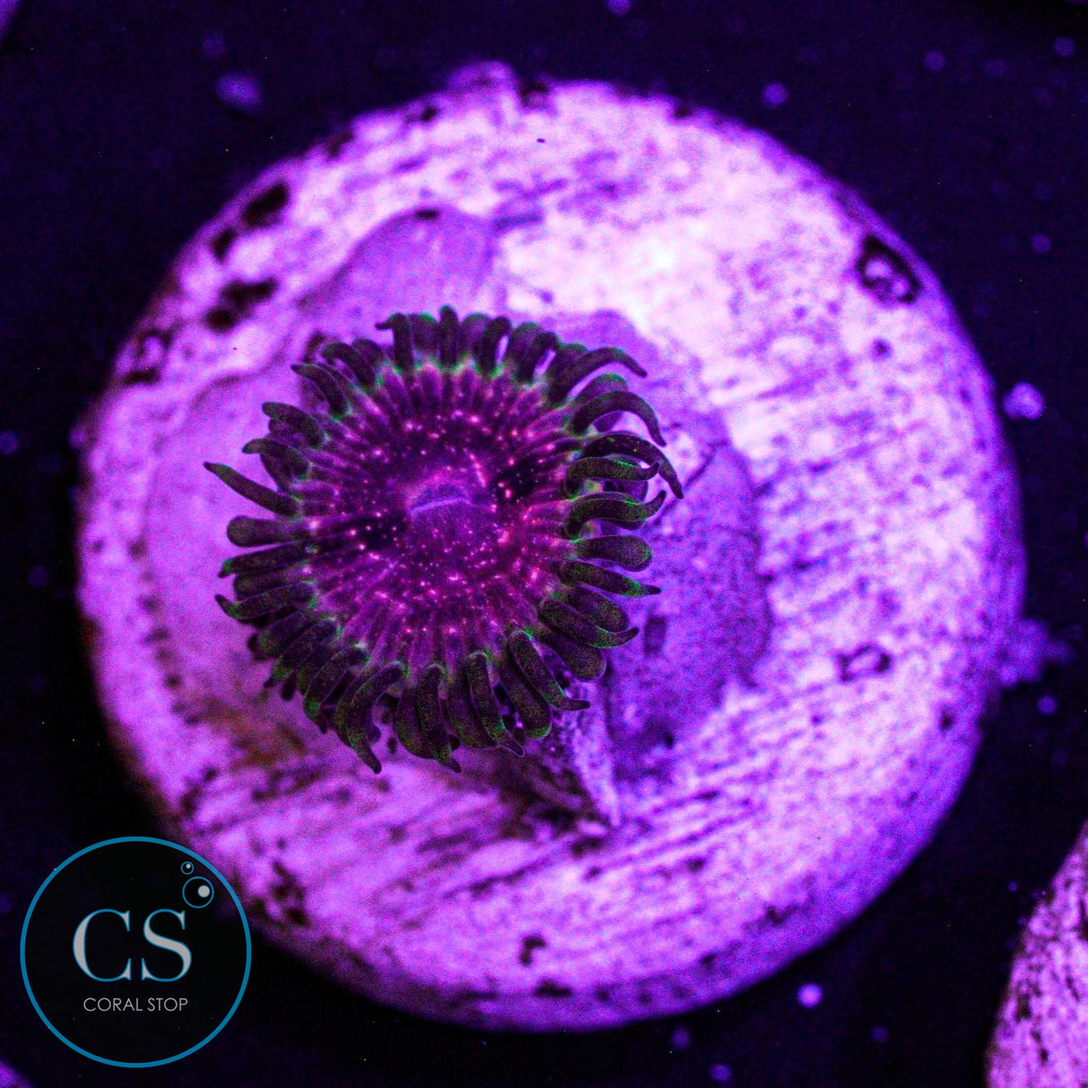 Strawberry Wine Zoa