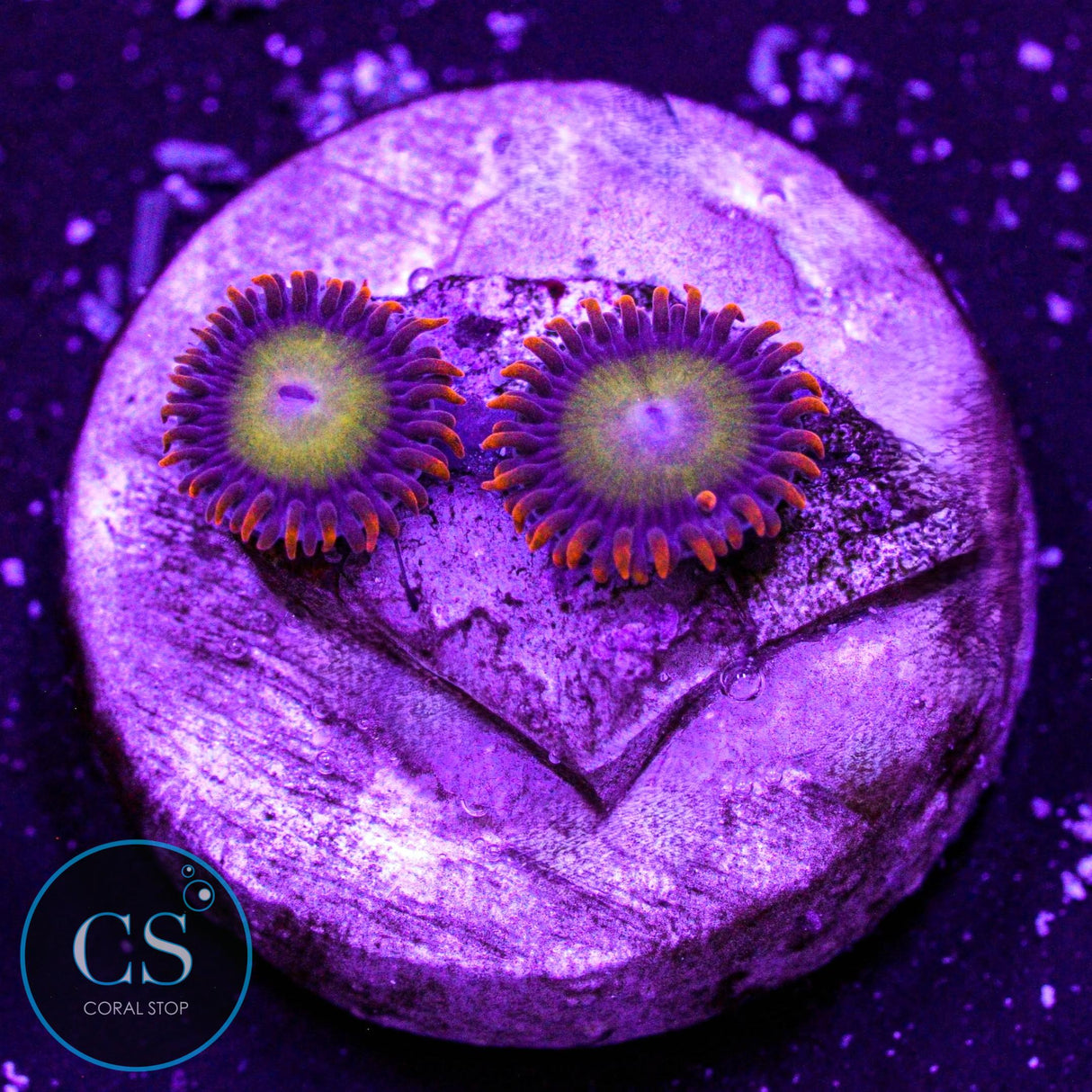 Orange Mandarin Zoa