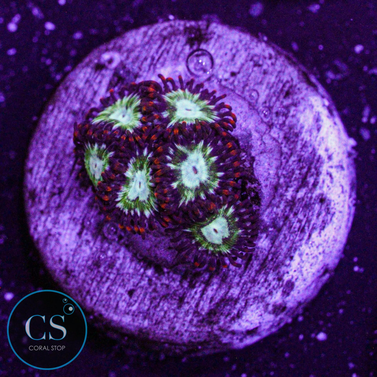 WWC Viridian Zoa