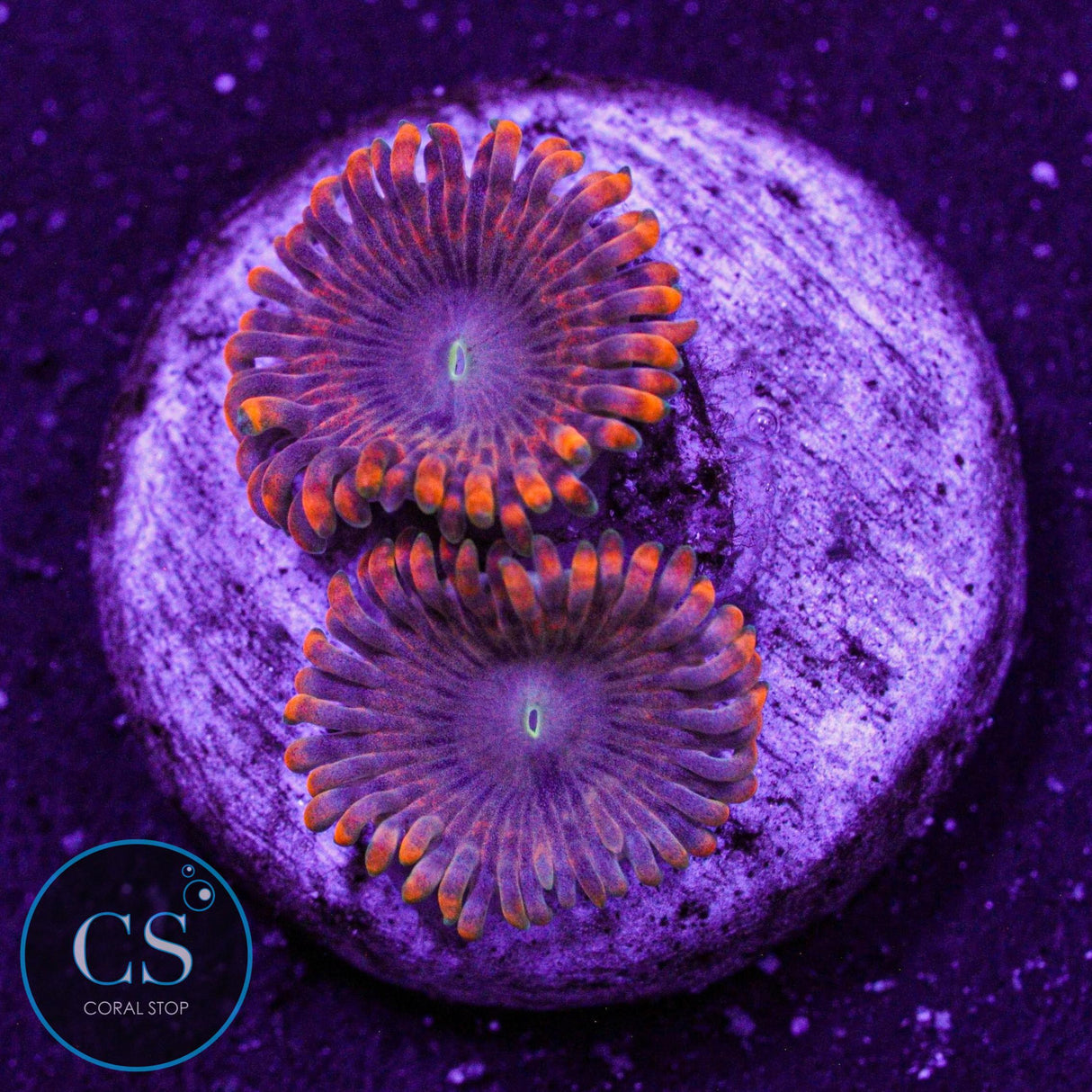 Fairy Fart Zoa