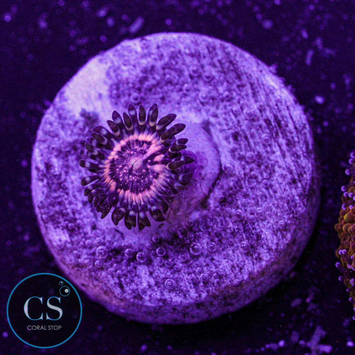 Pink Zipper Zoa