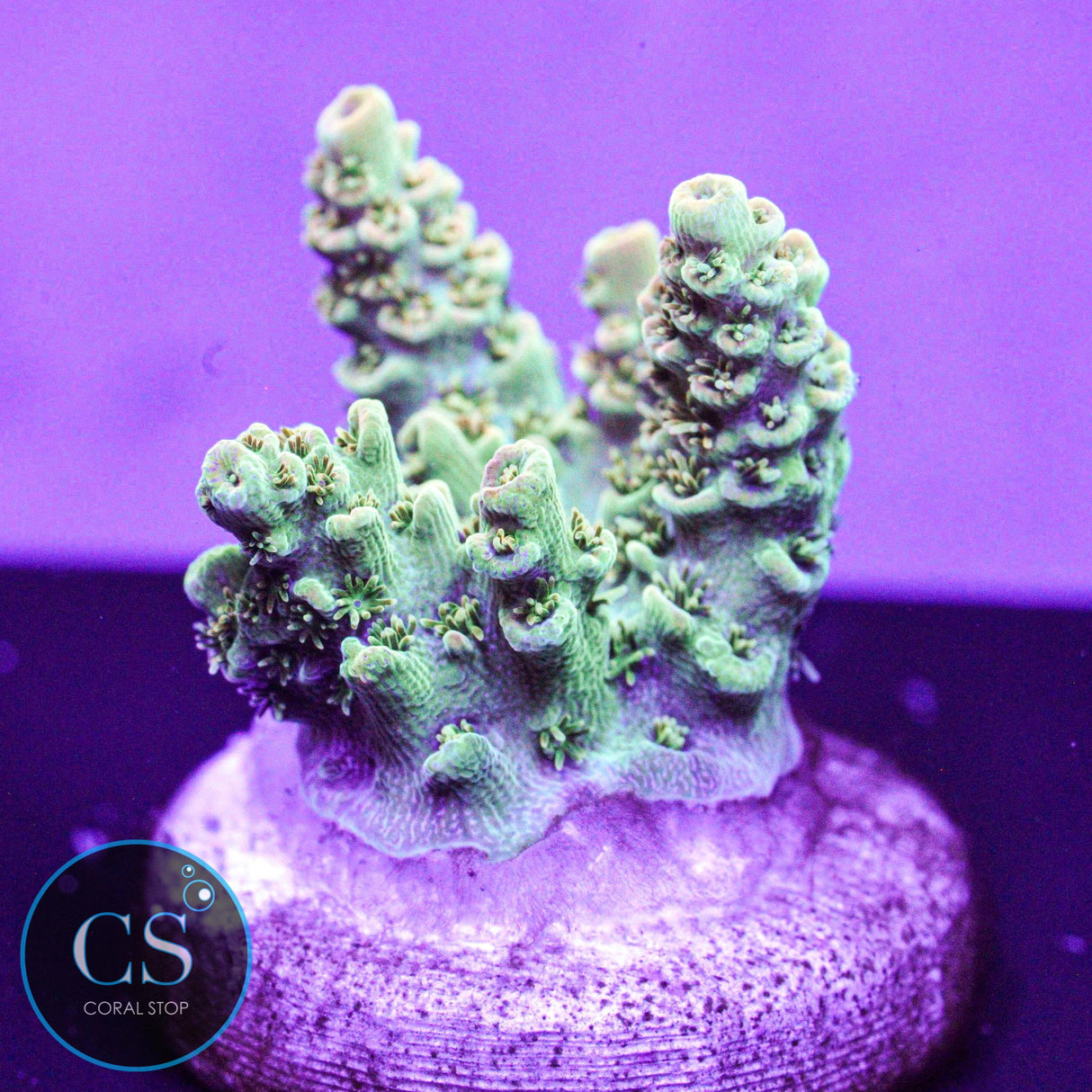 ARC Peach Giant Acro