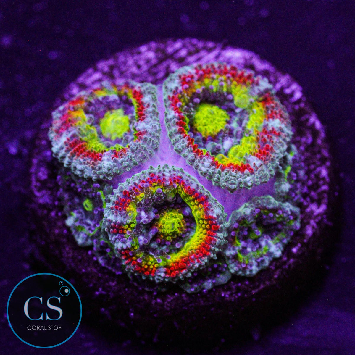 F2M Holy Grail Micromussa