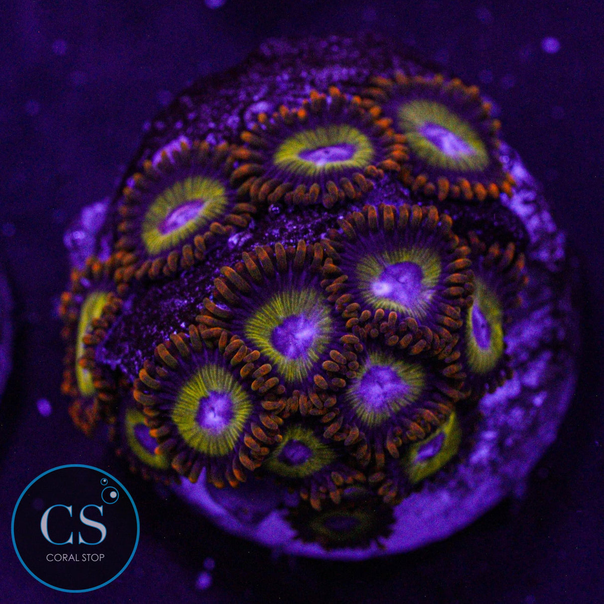 Fruit Loop Zoa