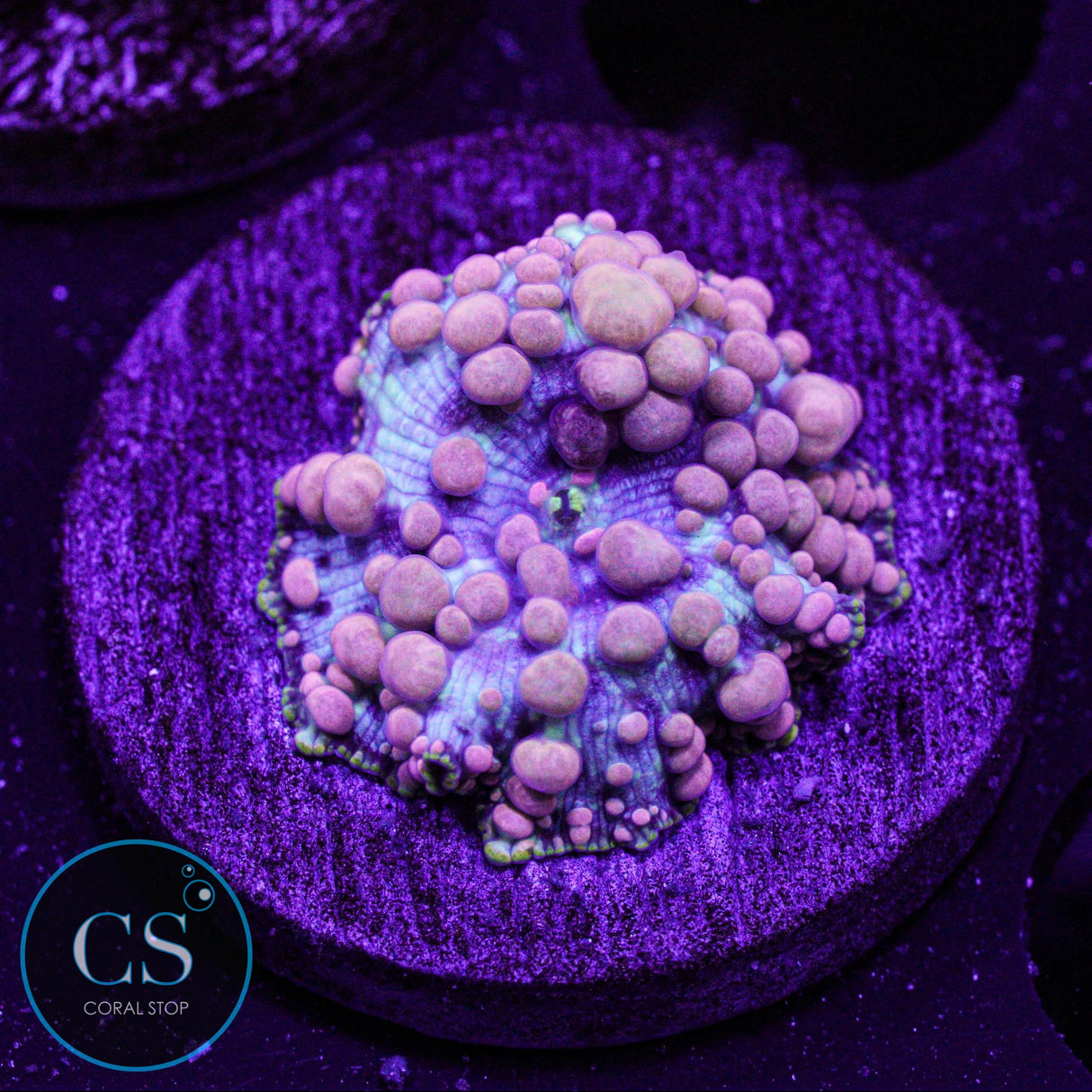 Neptune Bounce Mushroom