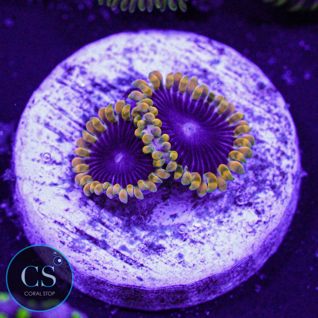 TSA Warpdive Zoa