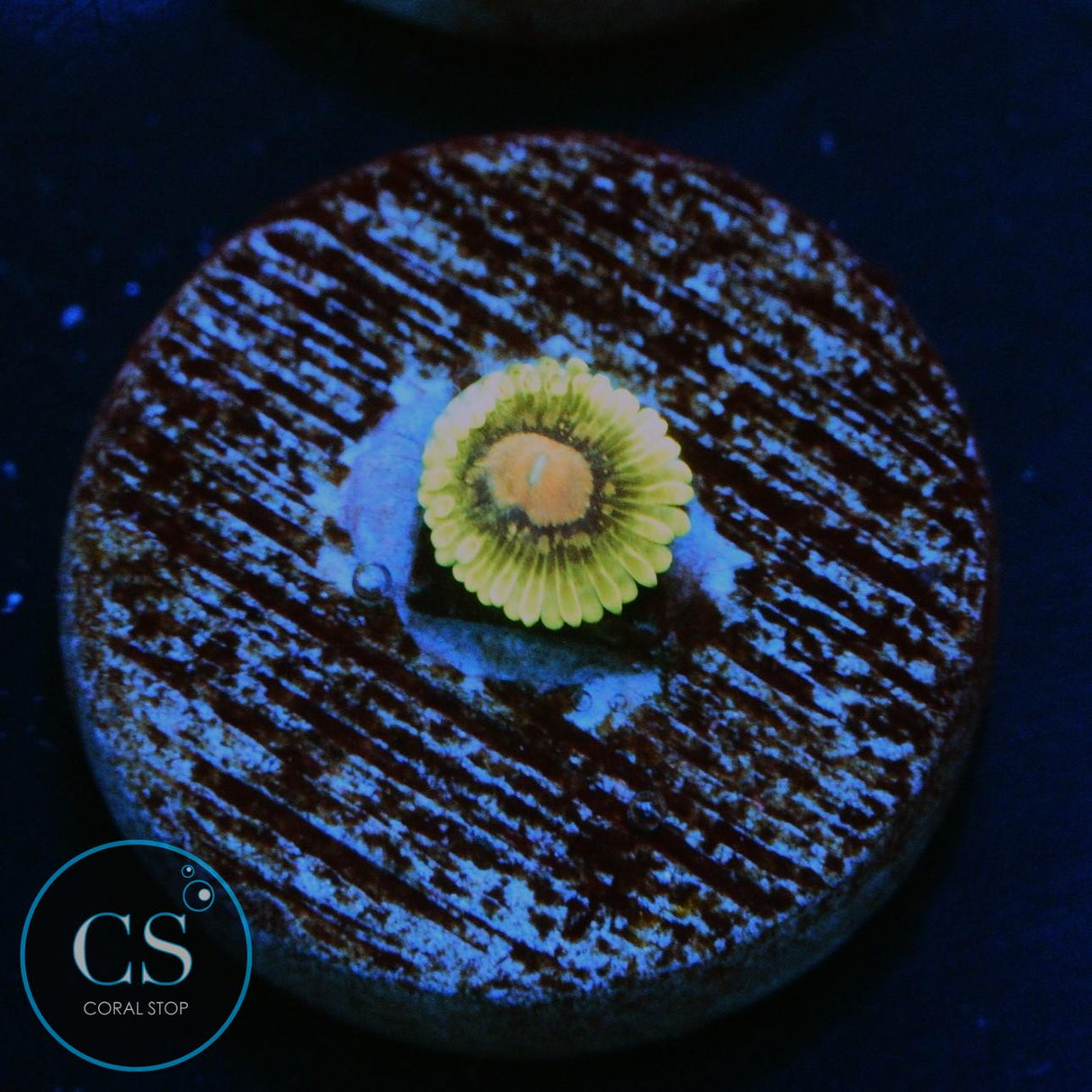 CC SCARLET FEVER ZOA