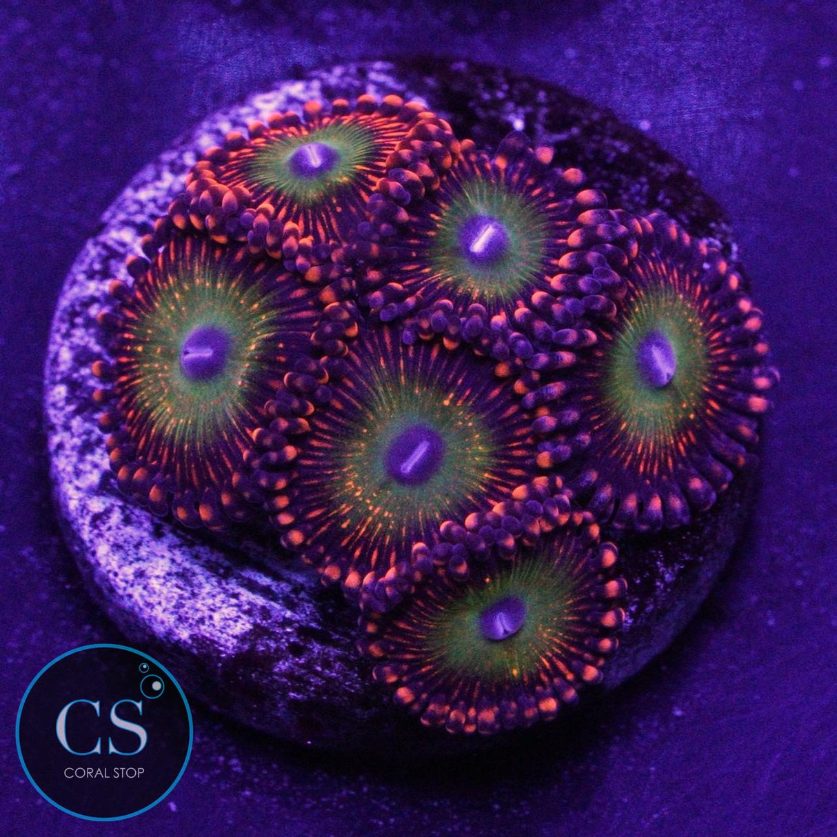BOWSER ZOA