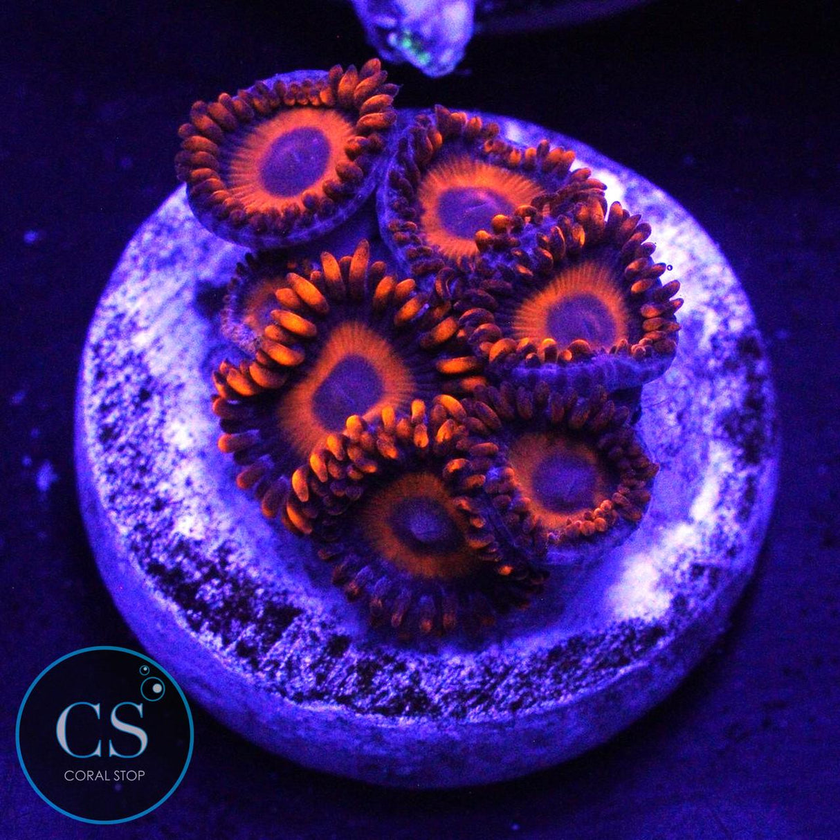 ORANGE OXIDE ZOA