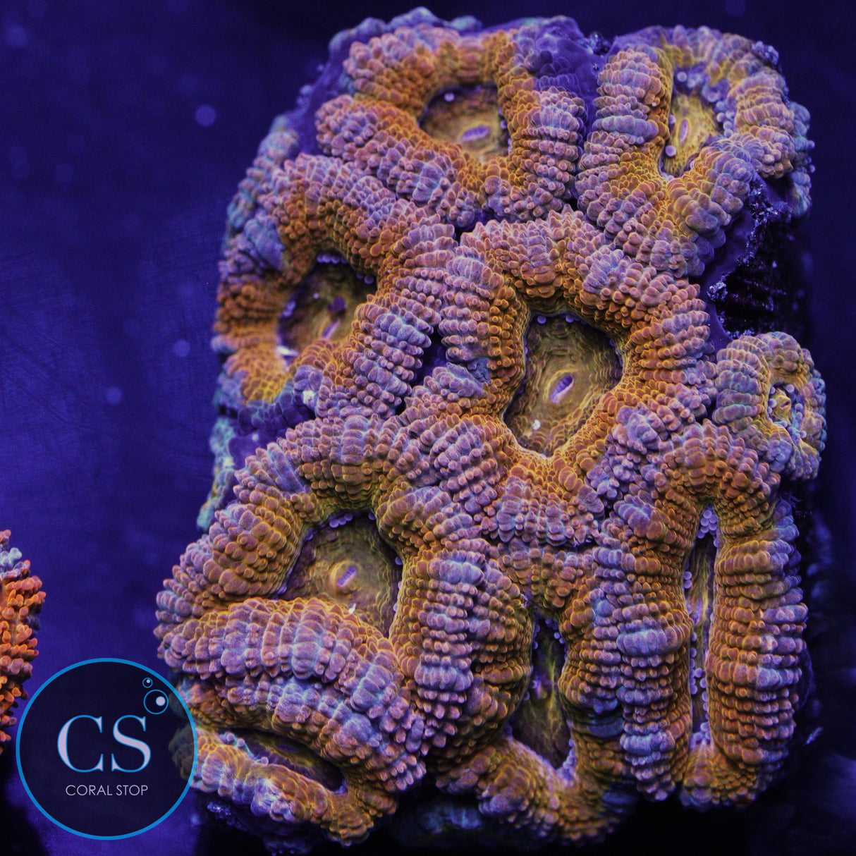 AUSSIE ACAN