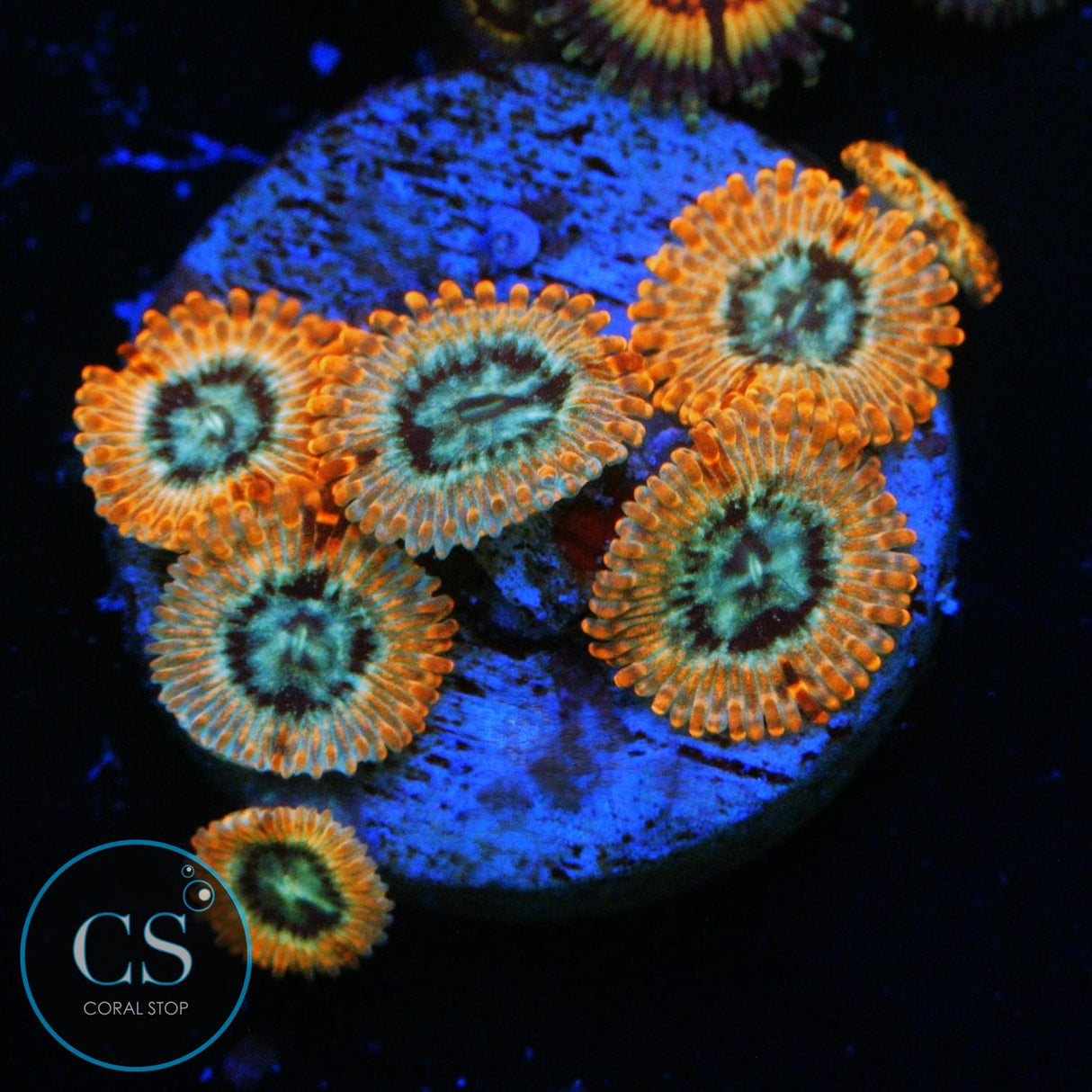 UTTER PEACE ZOAS