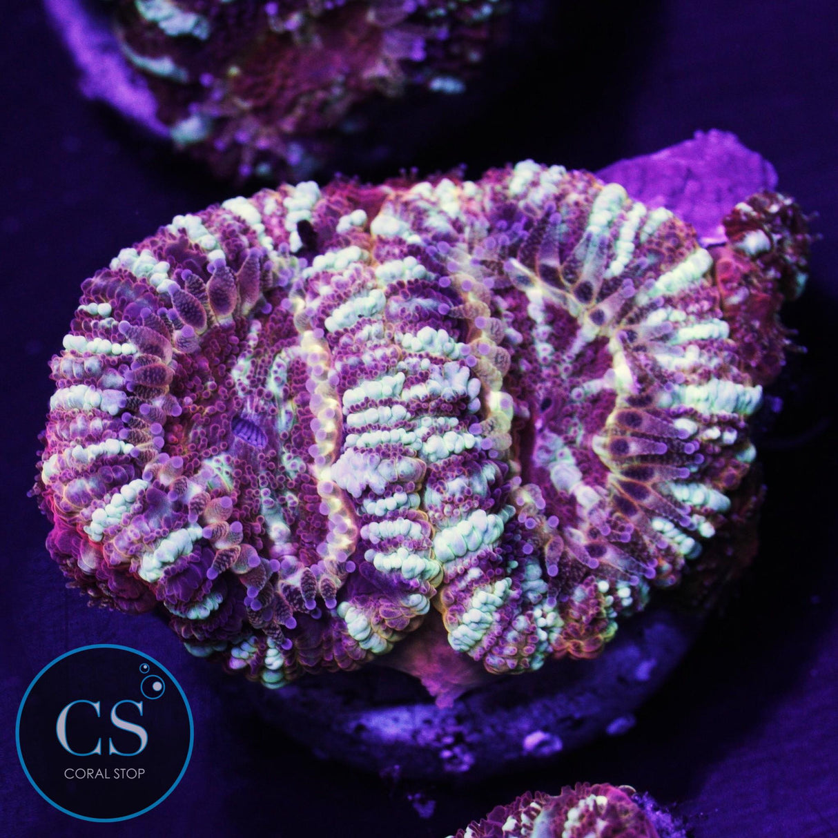 Crime Scene Asian Acan