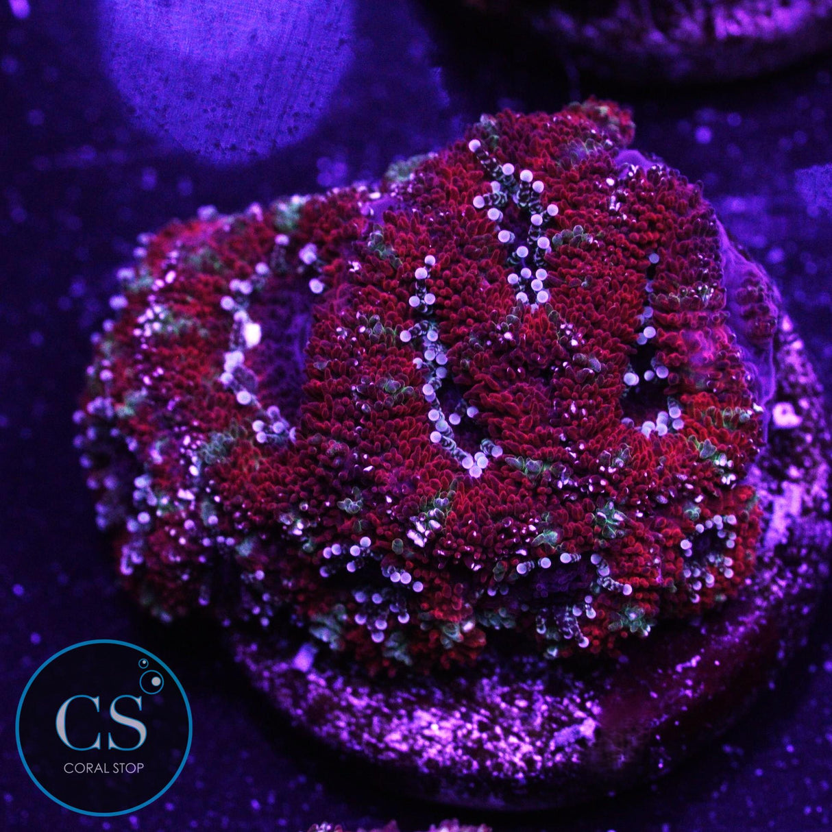 Peppermint Micromussa