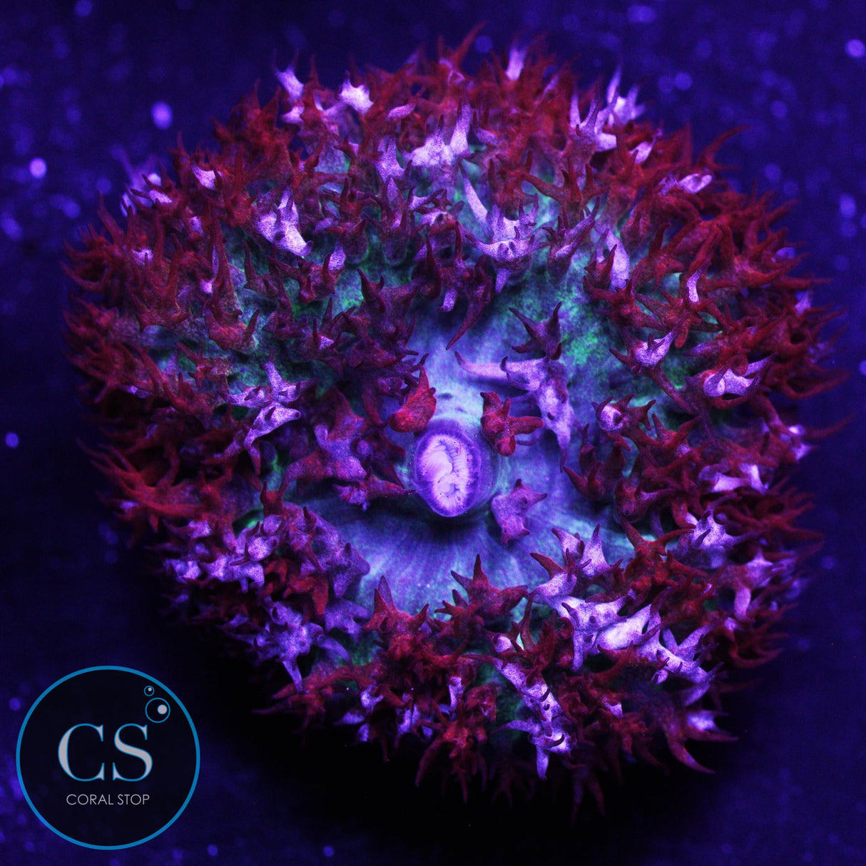 Flamethrower Bounce Mushroom