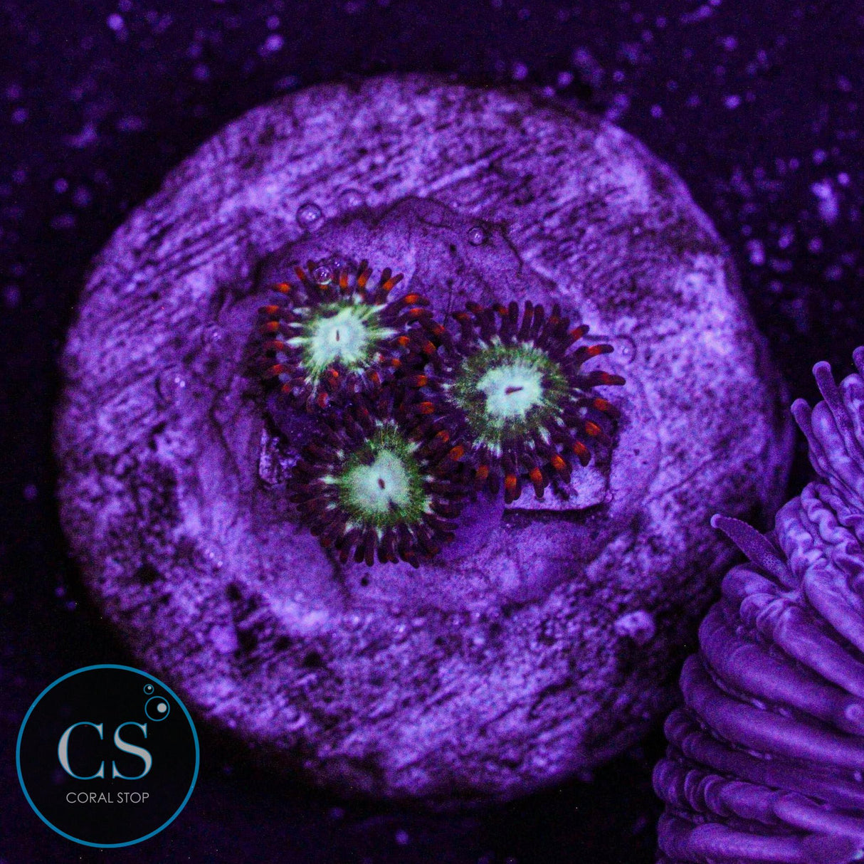 WWC Viridian Zoa