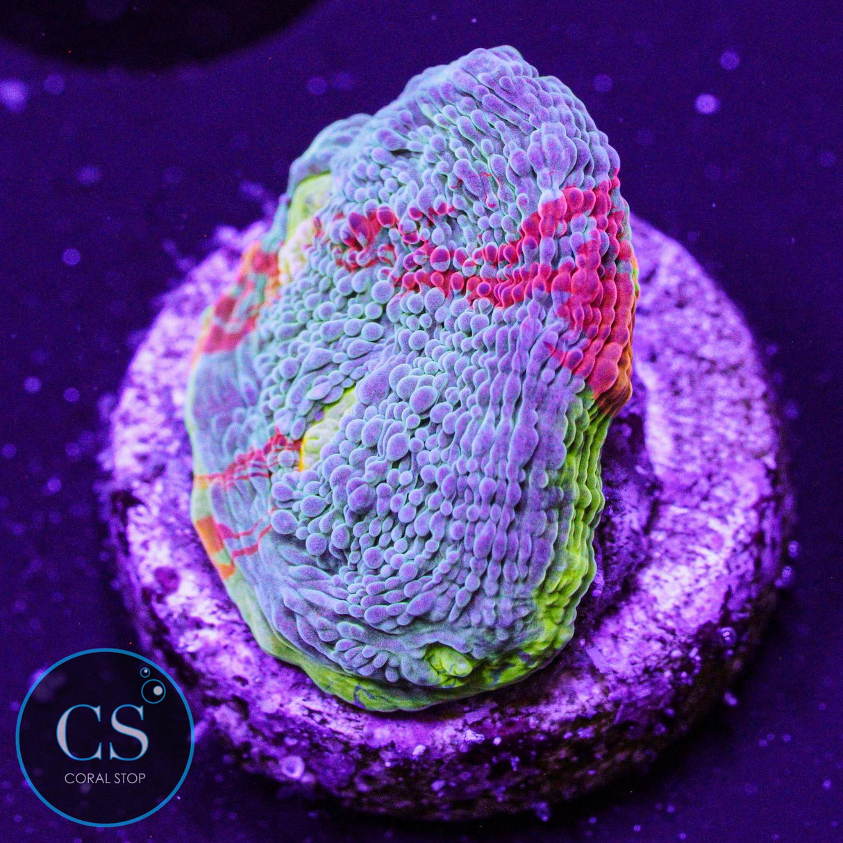 Jellybean Rainbow Chalice