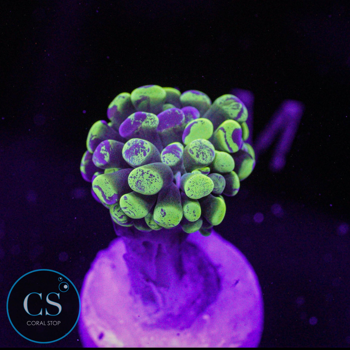 Green Splatter Hammer