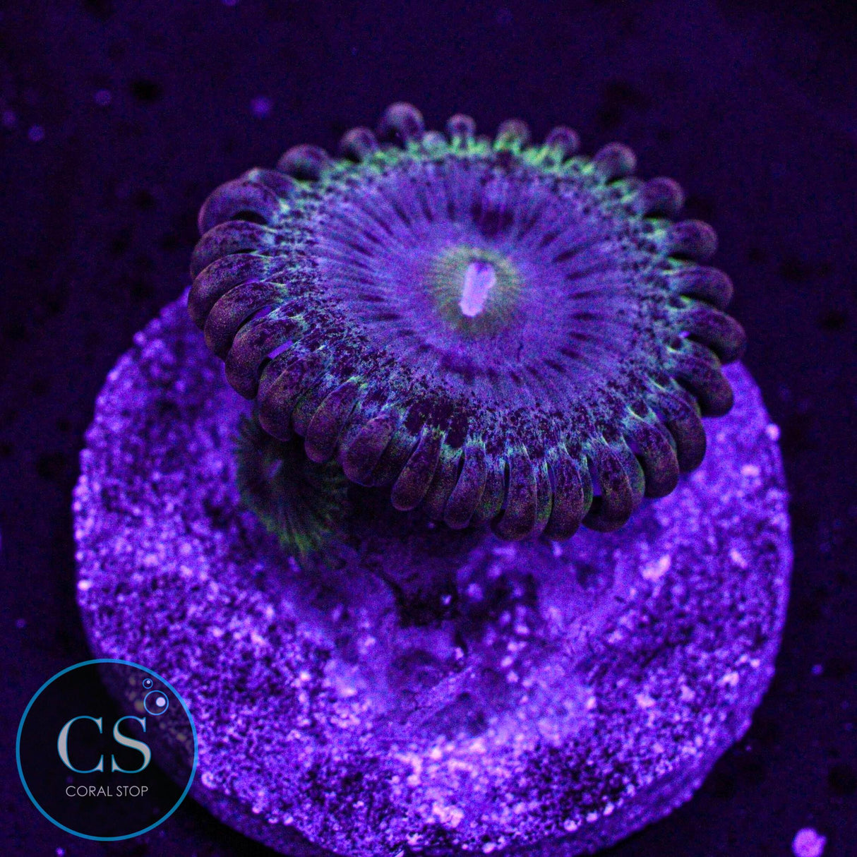 Rainbow Rhino Zoa
