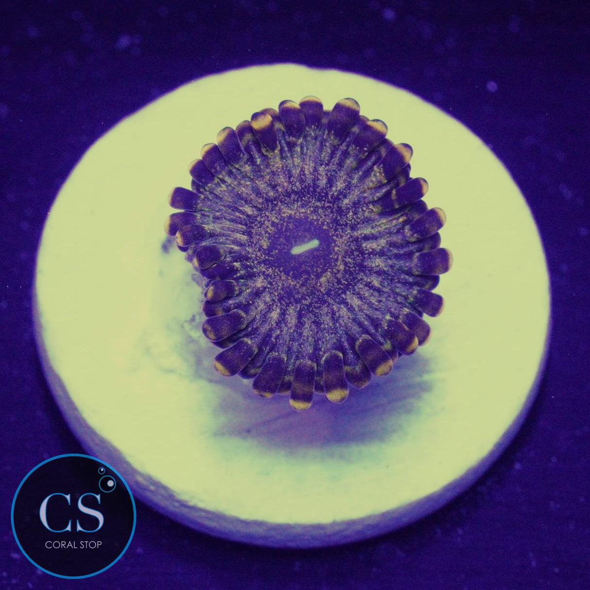 Gold Maul Zoa