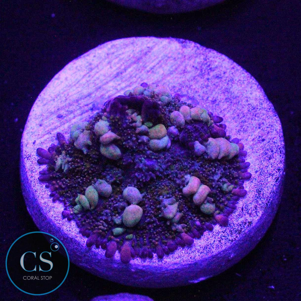 O7C RAINBOW BOUNCE MUSHROOM