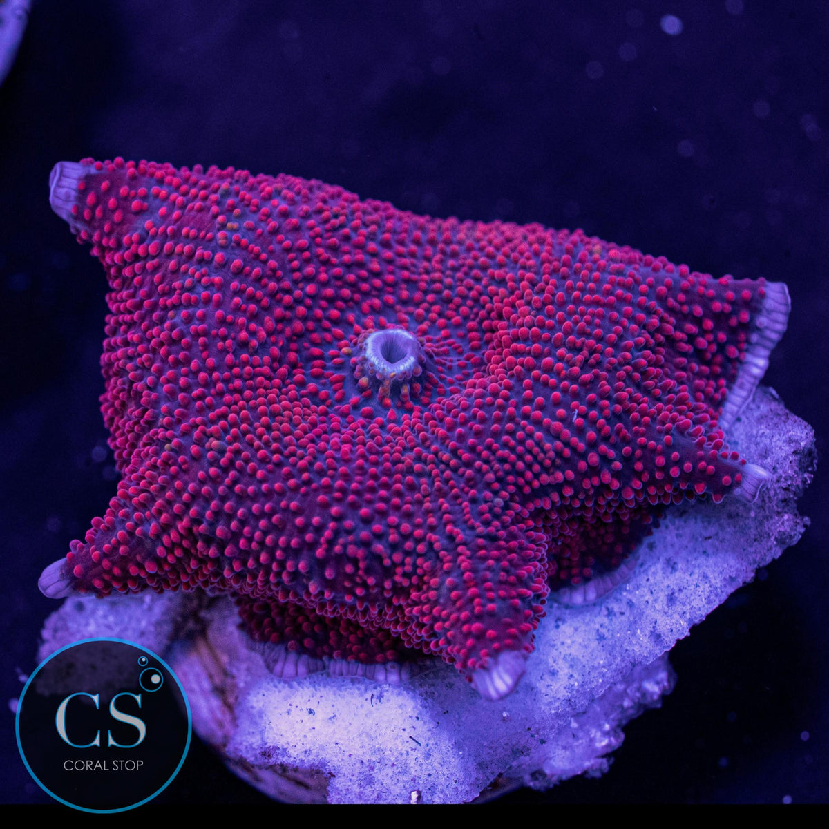 Red Interstellar Mushroom