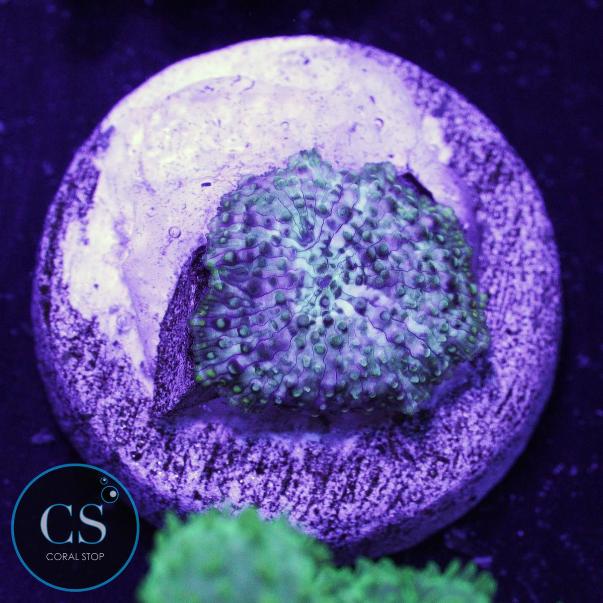 Uranium Gas Mushroom